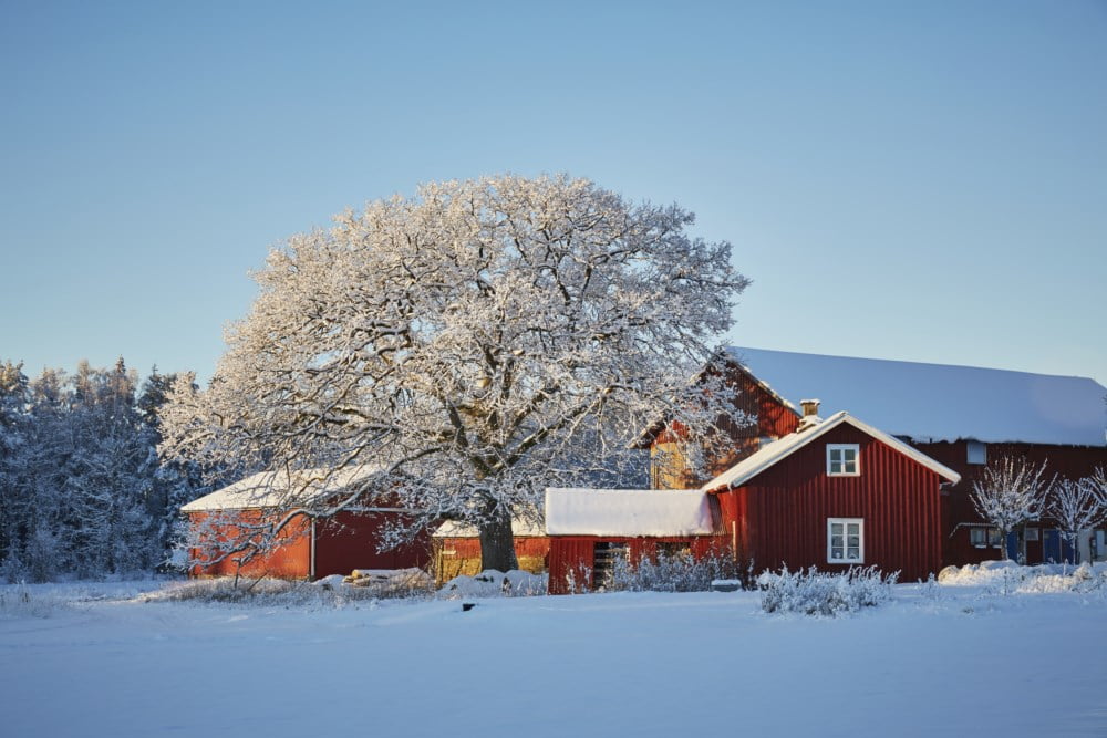 En stor, rimdekt tre står foran et klassisk rødt gårdshus midt i en snødekt åker. Solen skinner, og himmelen er klar og blå, noe som gir et vakkert og vinterlig landskap. En perfekt vinterdag på landet